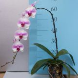 Phal. KV Butterfly：圖片 2