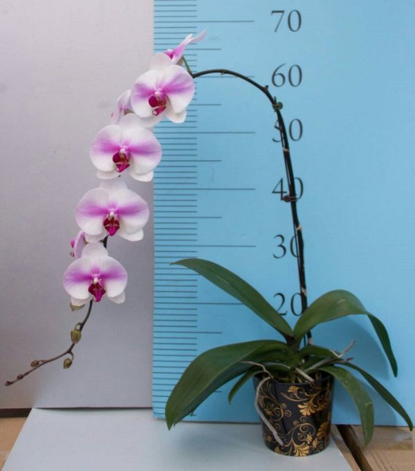Phal. KV Butterfly：圖片 2