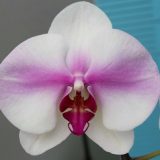 Phal. KV Butterfly
