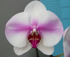 Phal. KV Butterfly