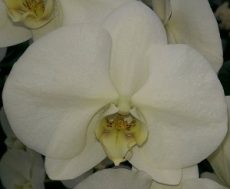 Phal. Yung Hsin Green