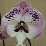 Phal. Yushan Mongo X Phal. Lioulin Black Rose "1201"