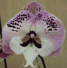 Phal. Yushan Mongo X Phal. Lioulin Black Rose "1201"