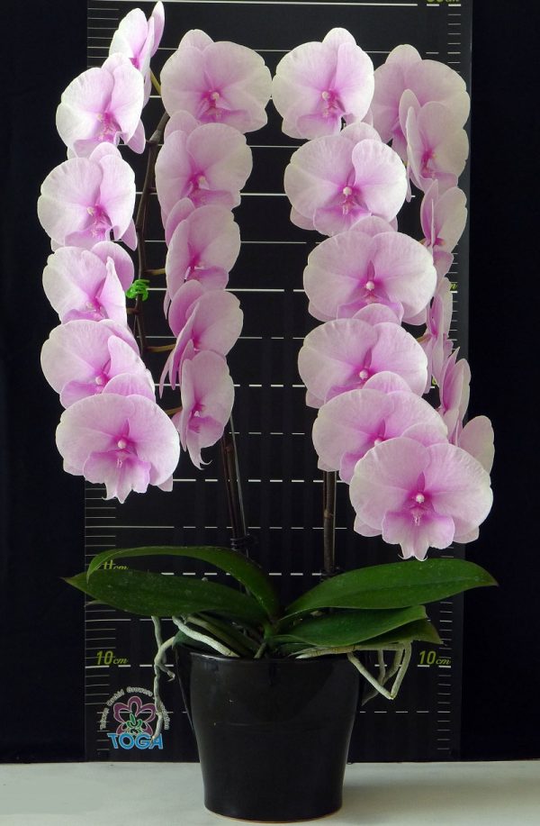 Phal. Yushan Mongo X Phal. (Jincheng Lover X New Cinderella)：圖片 2