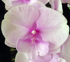 Phal. Yushan Mongo X Phal. (Jincheng Lover X New Cinderella)