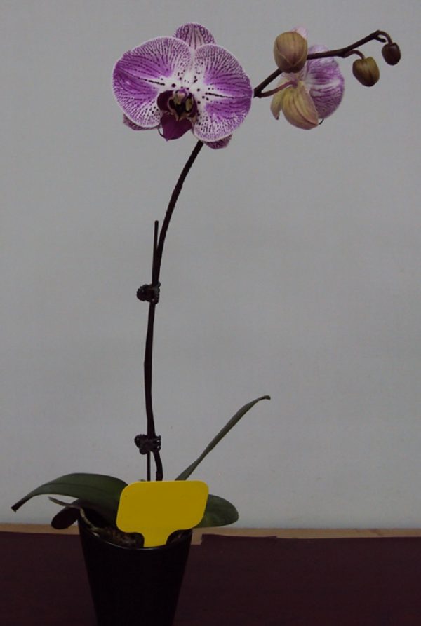 Phal. Yu Pin Fireworks X Phal. Chian Xen Piano：圖片 2
