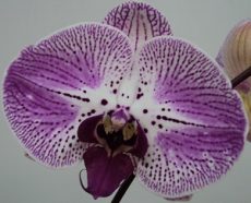 Phal. Yu Pin Fireworks X Phal. Chian Xen Piano