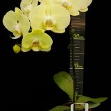 Phal. Younghome Golden：圖片 2