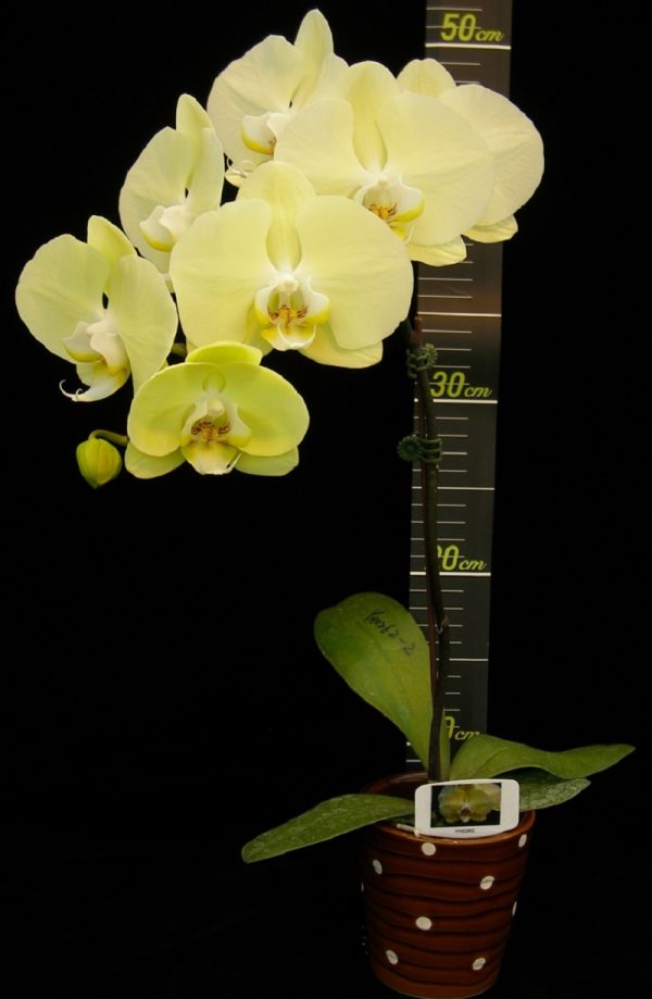 Phal. Younghome Golden：圖片 2