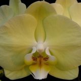 Phal. Younghome Golden