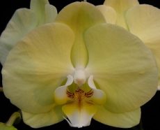 Phal. Younghome Golden