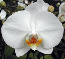 Phal. Sogo Yukidian "V3"-1