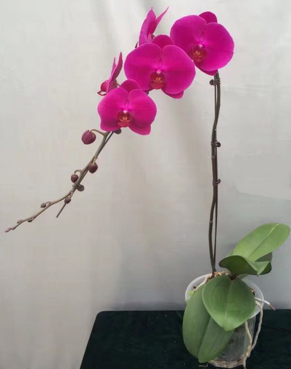 Phal. Jiuhbao Mount Scenery：圖片 2