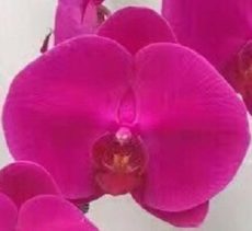 Phal. Jiuhbao Mount Scenery