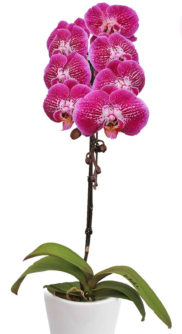 Phal. Fuller's Red Eagle：圖片 2