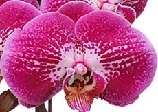 Phal. Fuller's Red Eagle
