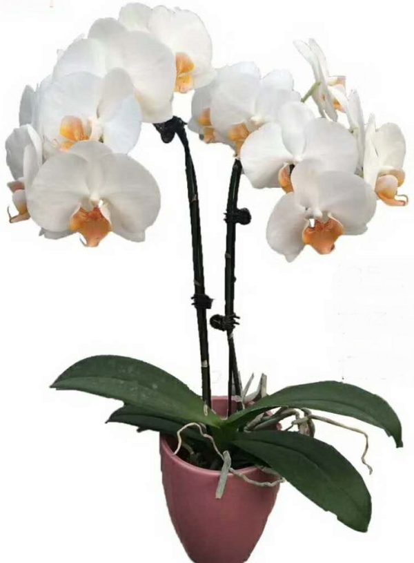 Phal. Jade Goddess Of Mercy：圖片 2