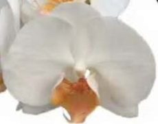 Phal. Jade Goddess Of Mercy
