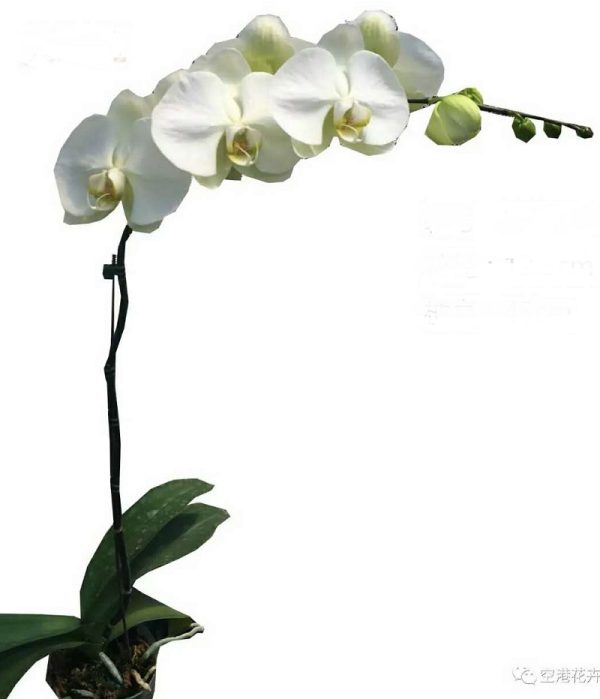 Phal. Big Green Jade：圖片 2