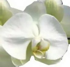 Phal. Big Green Jade