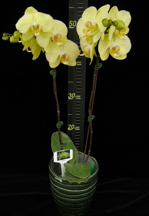 Phal. Younghome Beauty Gold "219"：圖片 2