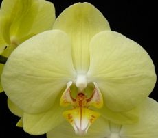 Phal. Younghome Beauty Gold "219"