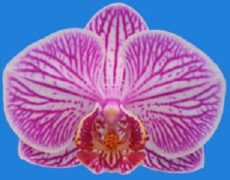 Dtps. I-Hsin Bubble Gum "IS1752"