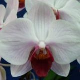 Phal. Younghome Sweety