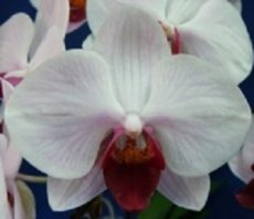 Phal. Younghome Sweety