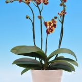 Phal. I-Hsin Circus "IS1153"：圖片 2