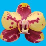 Phal. I-Hsin Circus "IS1153"