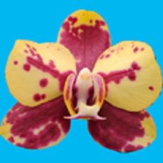 Phal. I-Hsin Circus "IS1153"