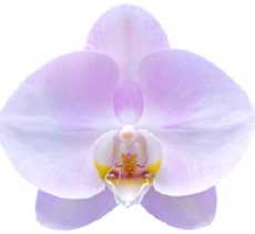 Dtps. I-Hsin First Love "IS3483"
