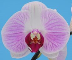 Dtps. I-Hsin Honey