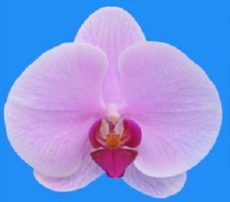 Dtps.I-Hsin Allan "IS0910"