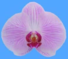 Dtps. I-Hsin Betty Boop "IS1311"