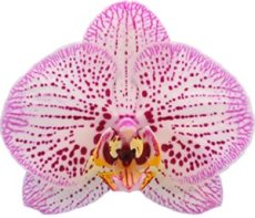 Dtps. I-Hsin The Big Bang "IS1540"