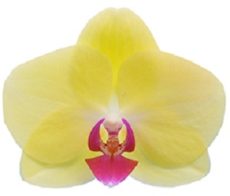 Dtps. I-Hsin Gold Alliance "IS0762"