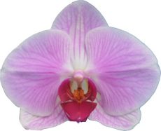 Phal. Fu San 16