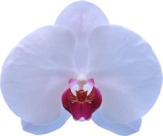 Dtps. I-Hsin Summer Dream "IS2440"