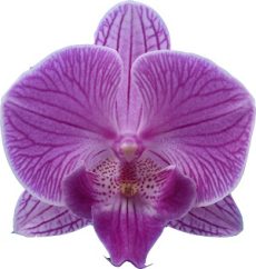Phal. I-Hsin Pink Bubble Bath