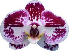 Phal. I-Hsin Stacy
