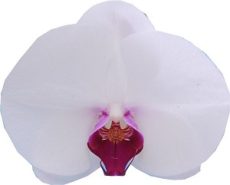 Dtps. I-Hsin Allan "IS0910"-1
