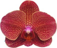 Phal. I-Hsin Red Magpie