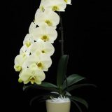 Phal. Heliodor "Darwin"：圖片 3