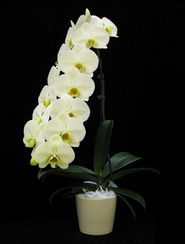 Phal. Heliodor "Darwin"：圖片 3