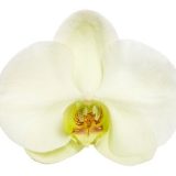 Phal. Heliodor "Darwin"