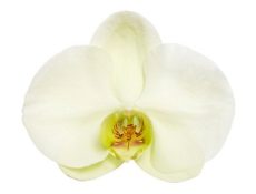 Phal. Heliodor "Darwin"