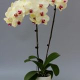 Phal. Sogo Diana：圖片 2