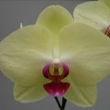 Phal. Sogo Diana